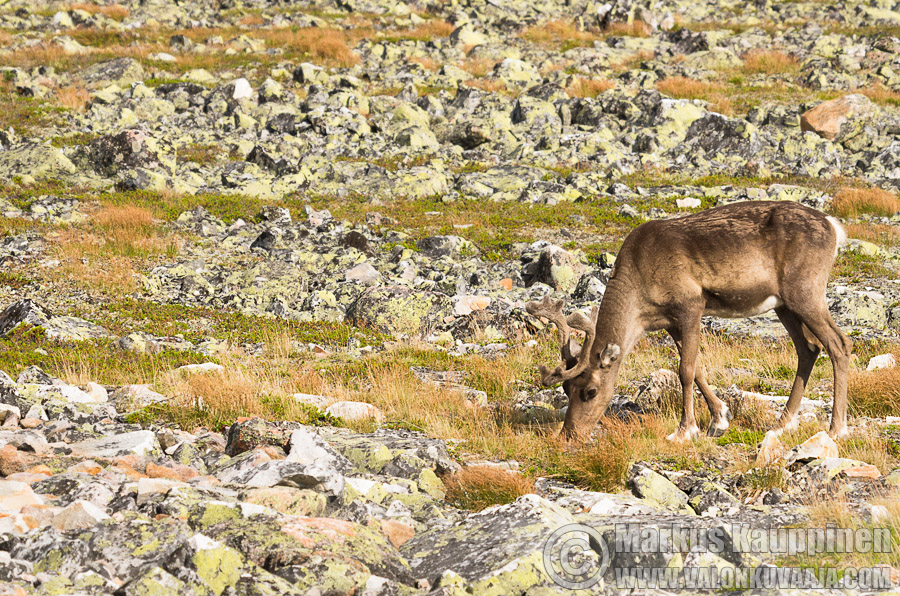 Poro Ylläksellä. Valokuvaaja: Markus Kauppinen
