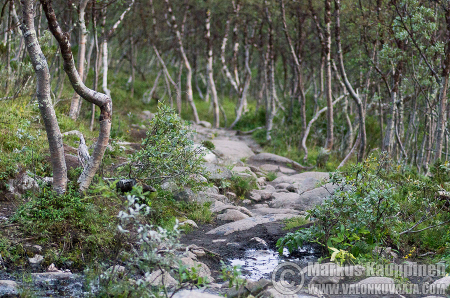 Polku Saanalle. Valokuvaaaja: Markus Kauppinen